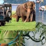 1 from colombo to yala national park safari tour From Colombo To Yala National Park Safari Tour