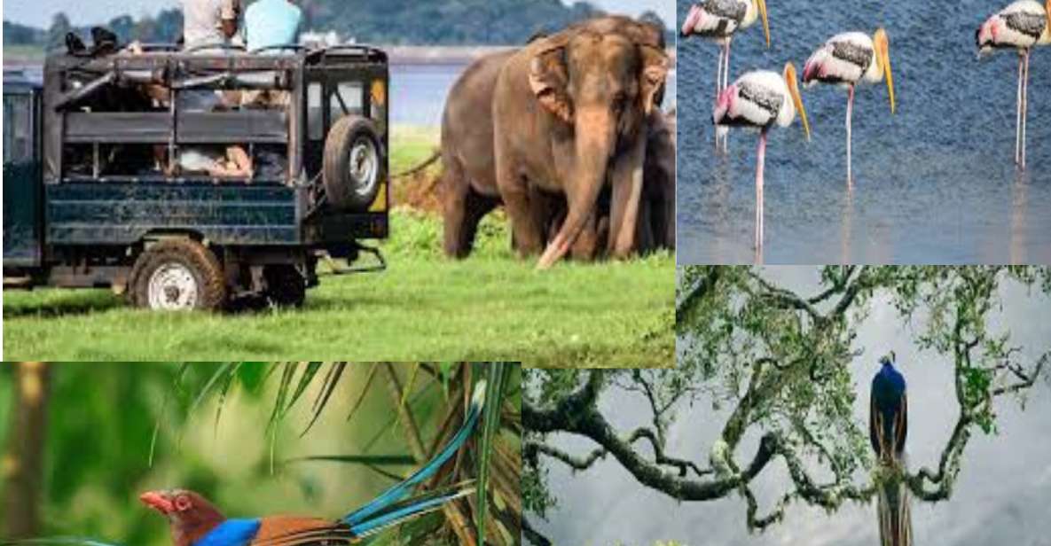1 from colombo to yala national park safari tour From Colombo To Yala National Park Safari Tour