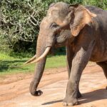 1 from colombo udawalawa safari elephant transit home tour From Colombo: Udawalawa Safari & Elephant Transit Home Tour