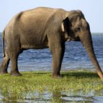 1 from colombo udawalawa safari elephant transit home tour 2 From Colombo: Udawalawa Safari & Elephant Transit Home Tour