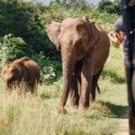 1 from colombo yala national park safari with transfer 2 From Colombo: Yala National Park Safari With Transfer