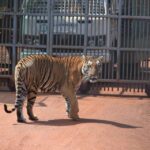 1 from delhi 2 days jim corbett tiger safari tour by car From Delhi : 2 Days Jim Corbett Tiger Safari Tour By Car