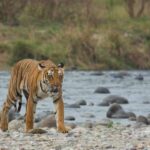 1 from delhi 3 day jim corbett national park private safari From Delhi: 3-Day Jim Corbett National Park Private Safari
