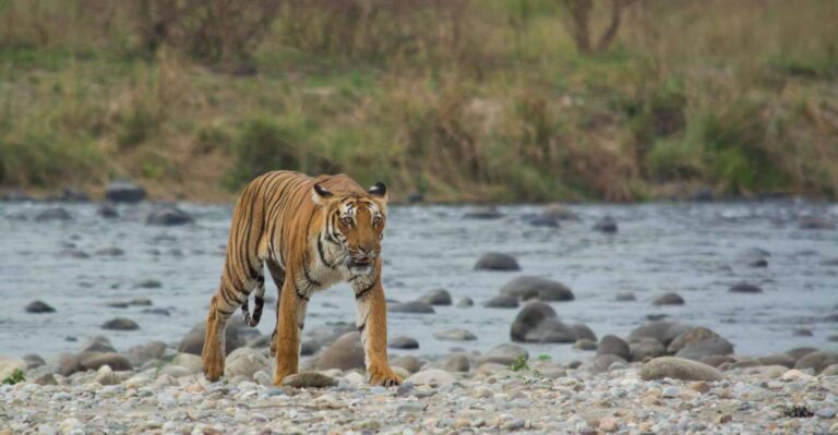 From Delhi: 3-Day Jim Corbett National Park Private Safari