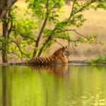 1 from delhi 3 days private ranthambore wildlife safari tour From Delhi: 3-Days Private Ranthambore Wildlife Safari Tour