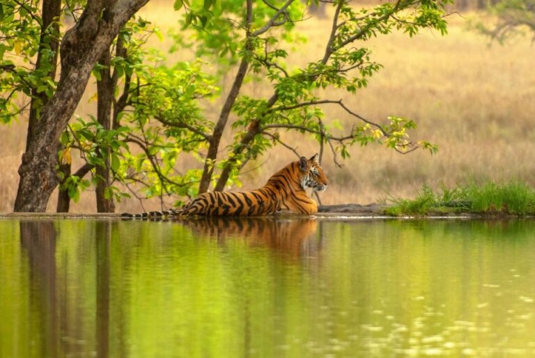 From Delhi: 3-Days Private Ranthambore Wildlife Safari Tour