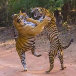 1 from delhi 3 days tour of ranthambore tiger safari From Delhi: 3 Days Tour of Ranthambore Tiger Safari