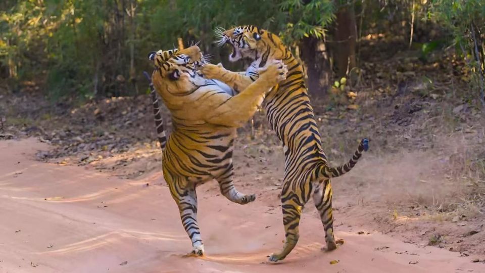 1 from delhi 3 days tour of ranthambore tiger safari From Delhi: 3 Days Tour of Ranthambore Tiger Safari