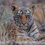 1 from delhi 4 day golden triangle ranthambore tiger safari 2 From Delhi: 4-Day Golden Triangle & Ranthambore Tiger Safari