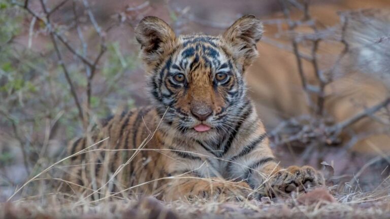 From Delhi: 4-Day Golden Triangle & Ranthambore Tiger Safari