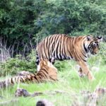 1 from delhi 4 day golden triangle ranthambore tiger safari 3 From Delhi: 4 Day Golden Triangle & Ranthambore Tiger Safari