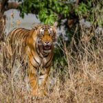 1 from delhi 4 day golden triangle ranthambore tiger safari 4 From Delhi: 4-Day Golden Triangle & Ranthambore Tiger Safari
