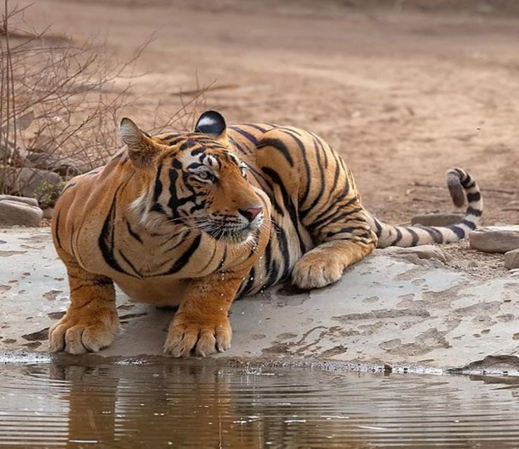 1 from delhi 4 day golden triangle ranthambore tiger safari 5 From Delhi: 4-Day Golden Triangle & Ranthambore Tiger Safari