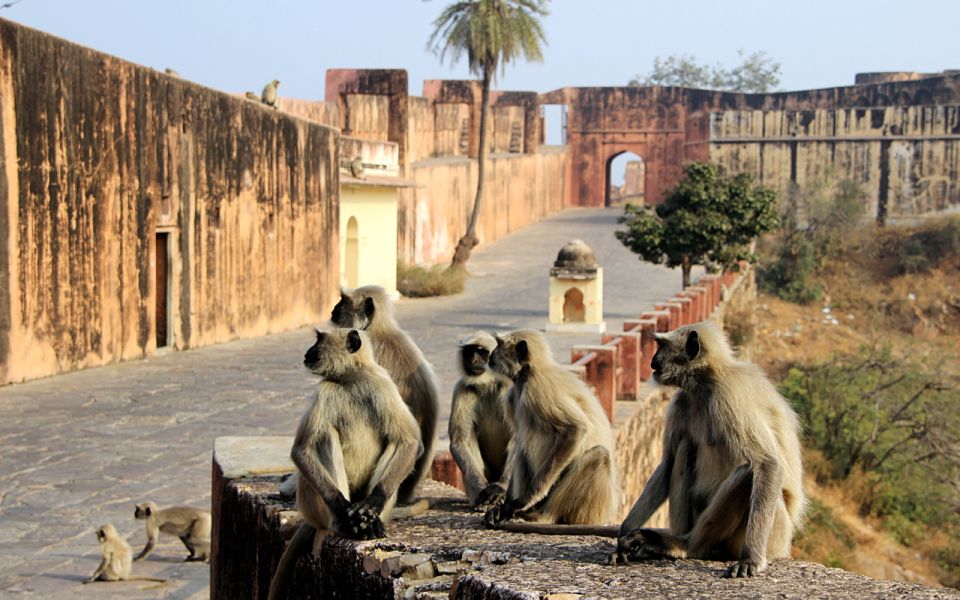 1 from delhi 5 day golden triangle ranthambore tiger safari From Delhi: 5-Day Golden Triangle & Ranthambore Tiger Safari