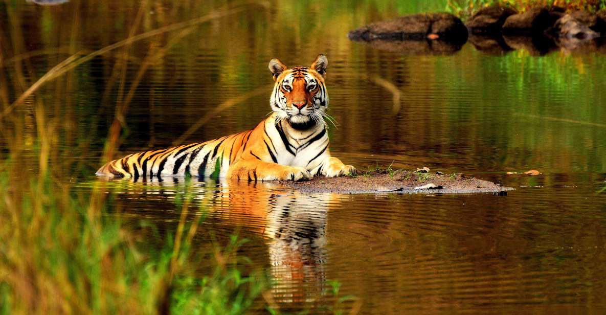 From Delhi: 5-Day Tiger Safari & Golden Triangle Tour - Booking and Flexibility Options