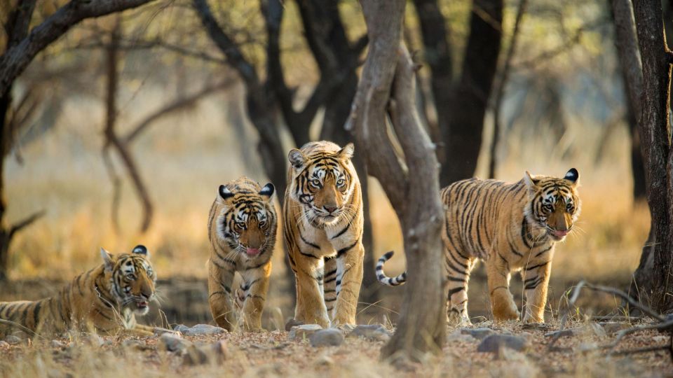 1 from delhi 6 days golden triangle tour with ranthambore From Delhi: 6 Days Golden Triangle Tour With Ranthambore