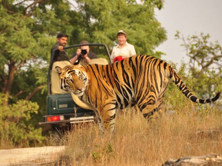 From Delhi: Agra, Jaipur With Tiger Jungle Safari