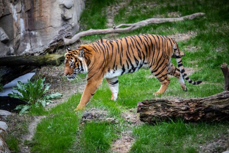 From Delhi: Private Golden Triangle Tour With Tiger Safari