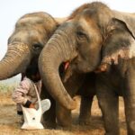 1 from delhi taj mahal tour with elephant conservation centre From Delhi: Taj Mahal Tour With Elephant Conservation Centre