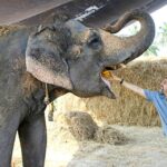 1 from delhisunrise taj mahal tour with elephant conservation From Delhi:Sunrise Taj Mahal Tour With Elephant Conservation