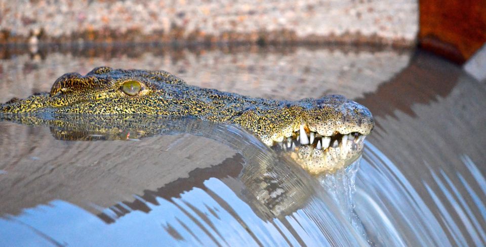 1 from durban st lucia wetlands boat ride From Durban: St. Lucia Wetlands Boat Ride