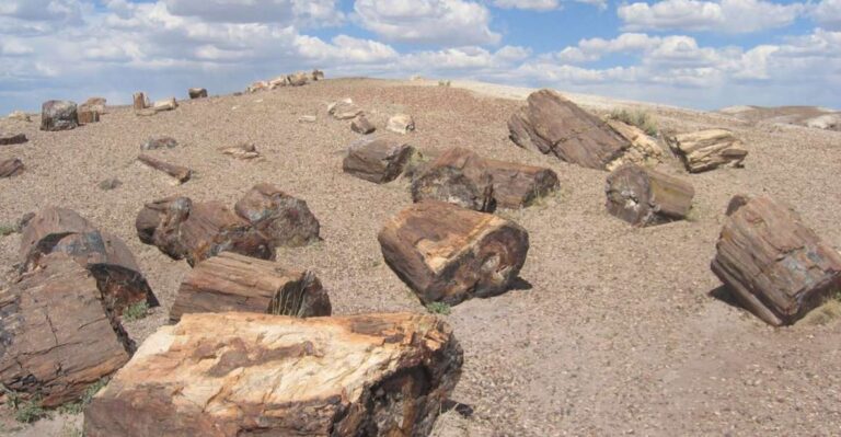 From El Calafate: La Leona Petrified Forest Day Trip