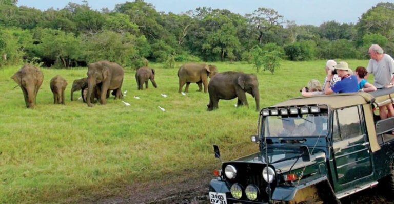 From Ella: Udawalawe Safari & Local Lunch Adventure