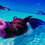 1 from exuma private swimming pigs tours exuma bahamas From Exuma: Private Swimming Pigs Tours - Exuma, Bahamas
