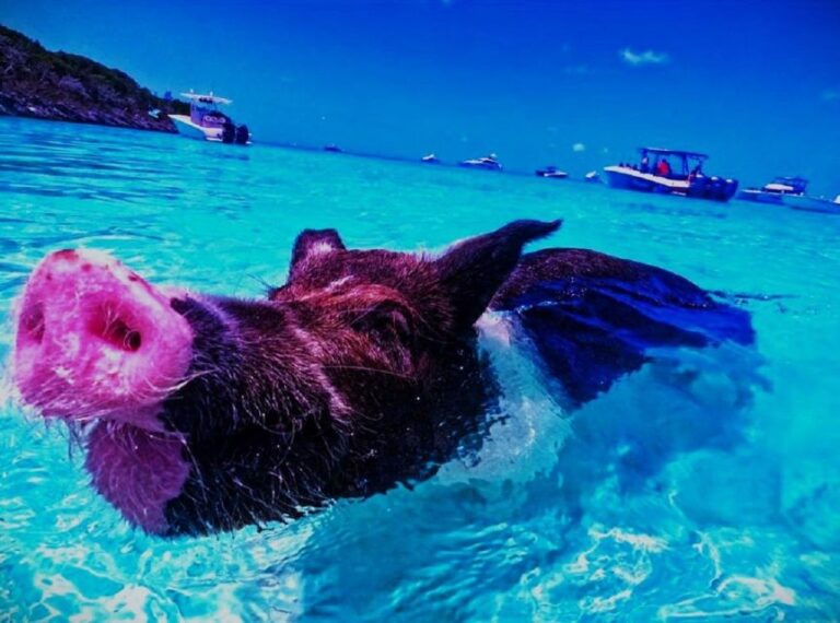From Exuma: Private Swimming Pigs Tours – Exuma, Bahamas