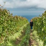1 from funchal full day madeira wine tour with lunch From Funchal: Full-Day Madeira Wine Tour With Lunch