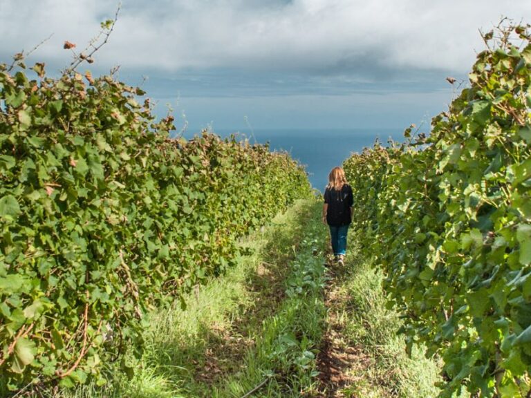 From Funchal: Full-Day Madeira Wine Tour With Lunch