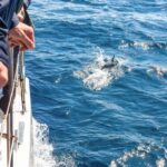 1 from funchal madeira dolphin and whale watching tour From Funchal: Madeira Dolphin and Whale Watching Tour