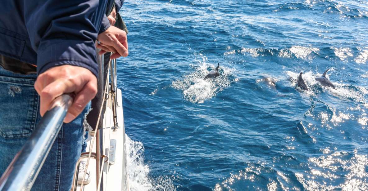 1 from funchal madeira dolphin and whale watching tour From Funchal: Madeira Dolphin and Whale Watching Tour