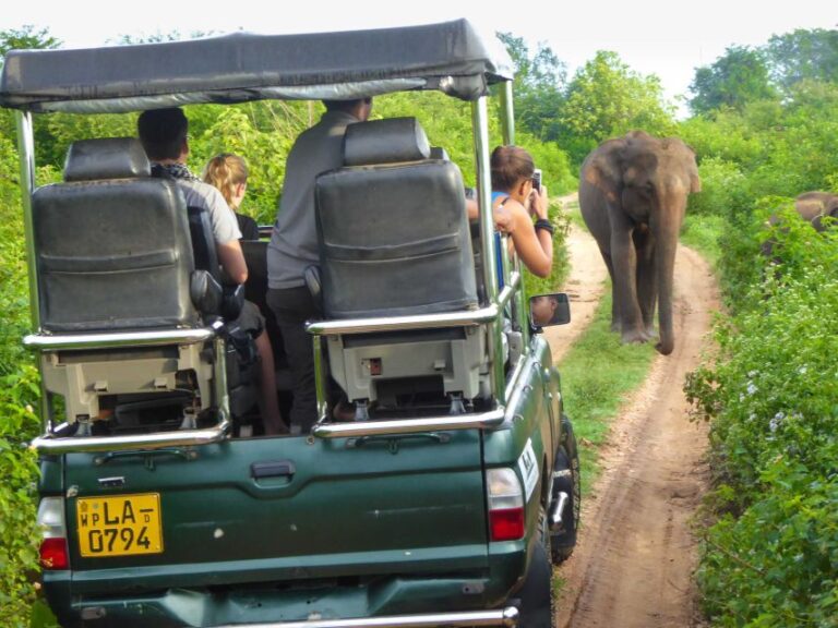 From Galle or Mirissa: Yala Safari With Lunch at Campsite