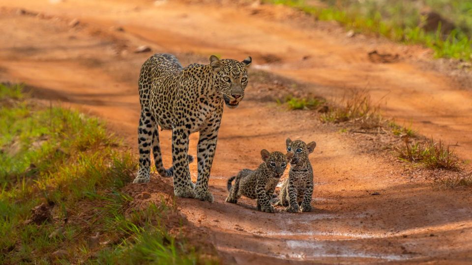 1 from galle weligama mirissa yala safari bird park tour From Galle/Weligama/Mirissa : Yala Safari & Bird Park Tour