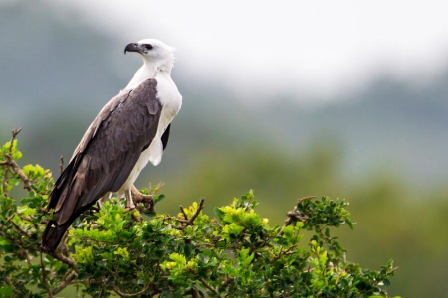 From Hambantota: Bundala Safari Tour