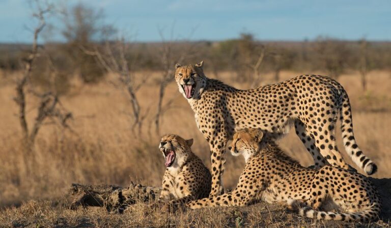 From Hazyview: Full Day Kruger Park Wildlife Safari