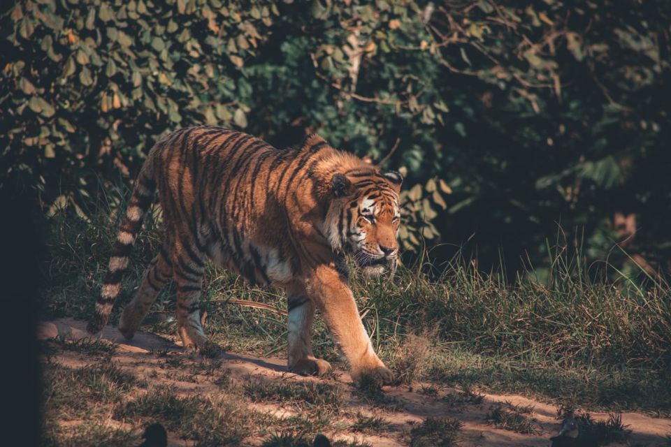 1 from jaipur 2 days 1 night ranthambore tiger safari tour From Jaipur : 2 Days 1 Night Ranthambore Tiger Safari Tour
