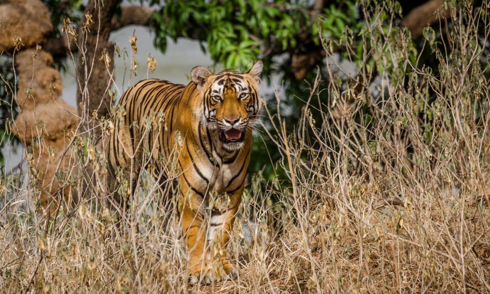 1 from jaipur private ranthambore day trip with tiger safari From Jaipur: Private Ranthambore Day Trip With Tiger Safari