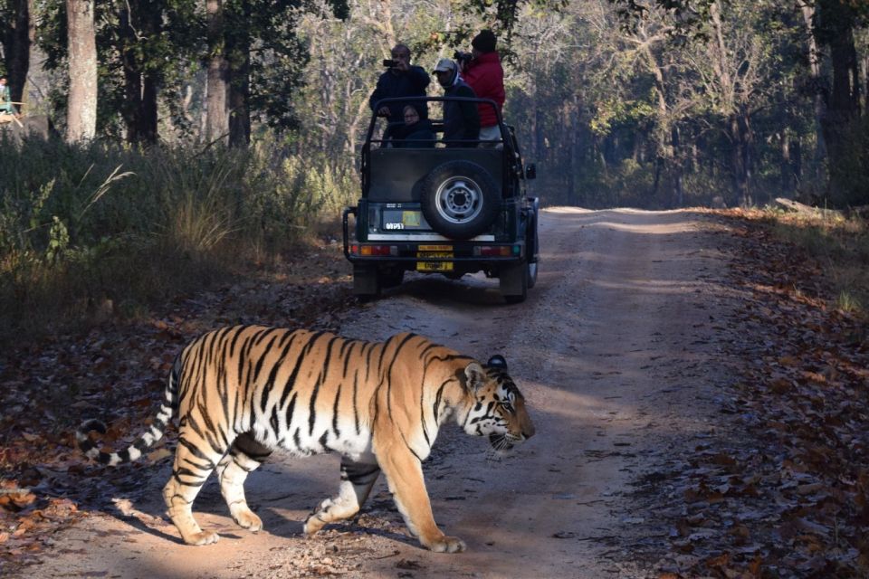 1 from jaipur ranthambore private day trip with tiger safari From Jaipur: Ranthambore Private Day Trip With Tiger Safari