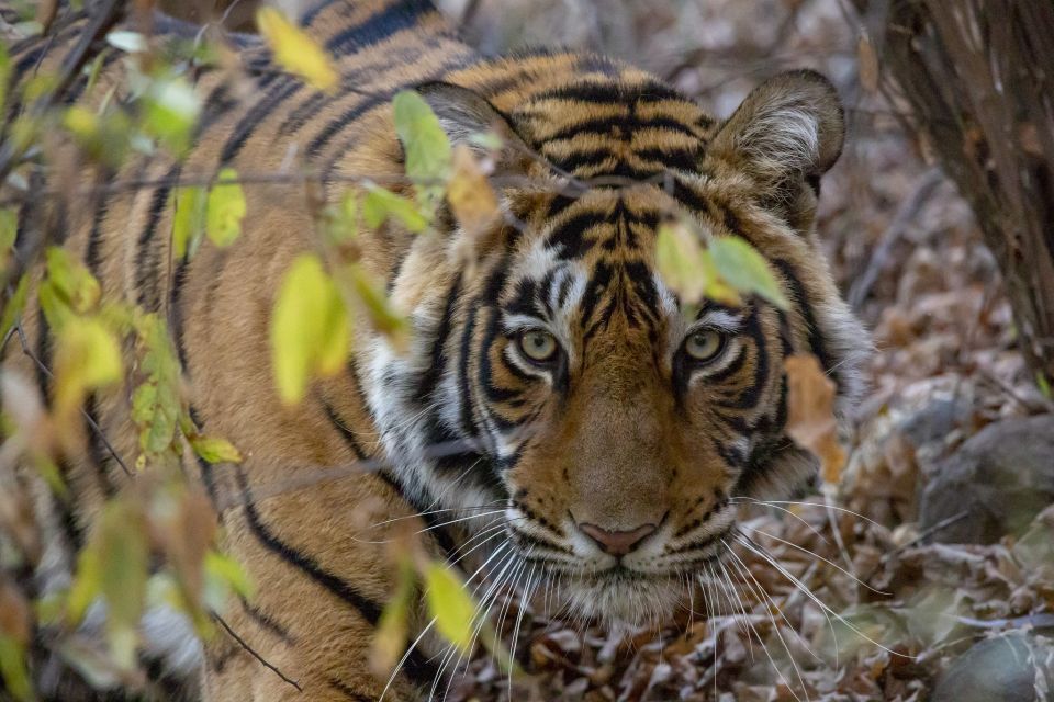From Jaipur: Ranthambore Tiger Safari One Day Trip - Review Summary
