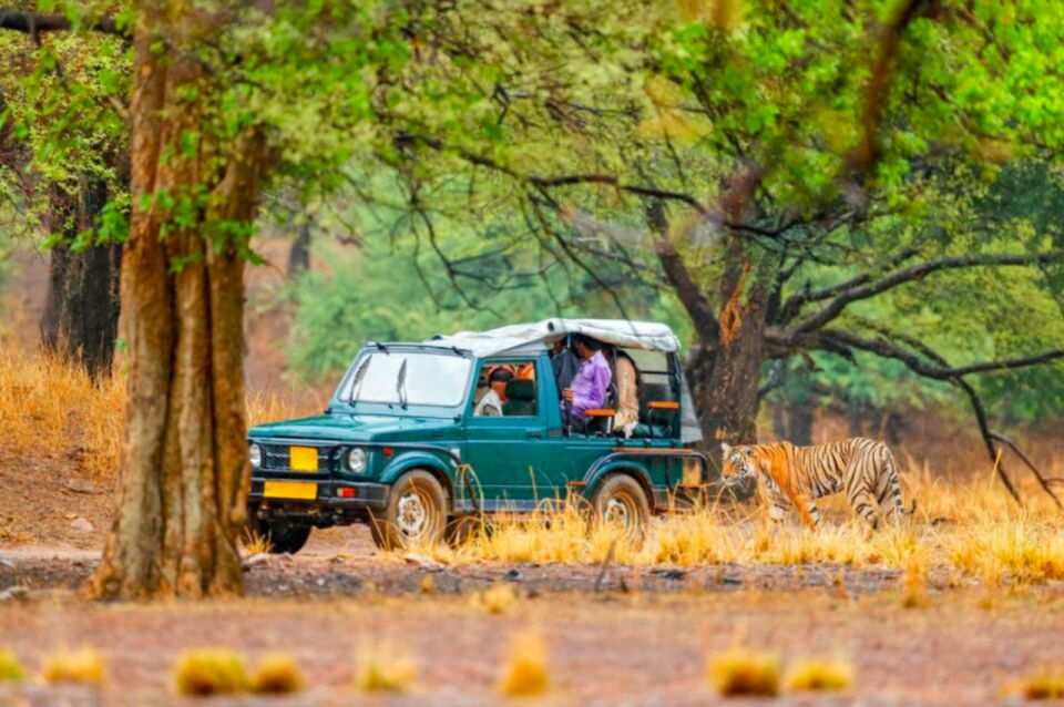 From Jaipur: Ranthambore Tiger Safari Overnight Tour - Pickup Details and Group Size