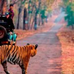 1 from jaipur same day ranthambore excursion From Jaipur: Same Day Ranthambore Excursion