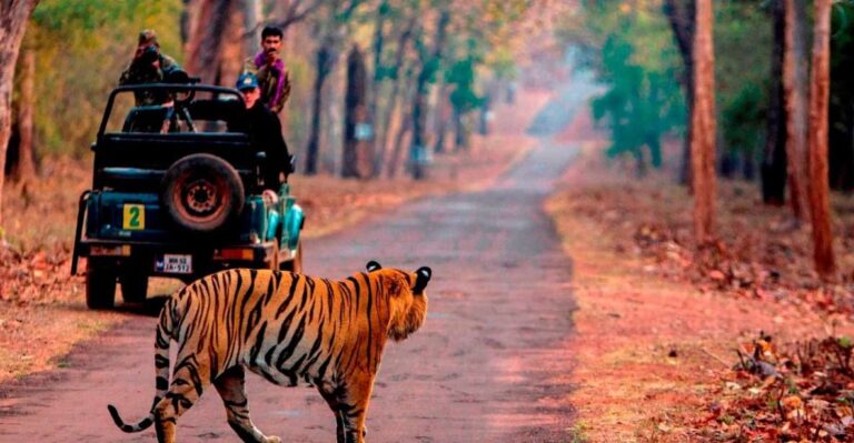 From Jaipur: Same Day Ranthambore Excursion