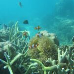 1 from jepara 3 day snorkeling tour in the karimunjawa island From Jepara: 3-Day Snorkeling Tour in the Karimunjawa Island