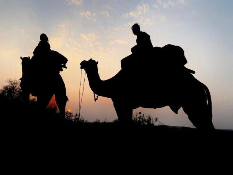From Jodhpur : Camel Safari , Buffet Dinner Folk Dance