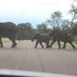1 from johannesburg 2 day safari into kruger national park From Johannesburg: 2-Day Safari Into Kruger National Park