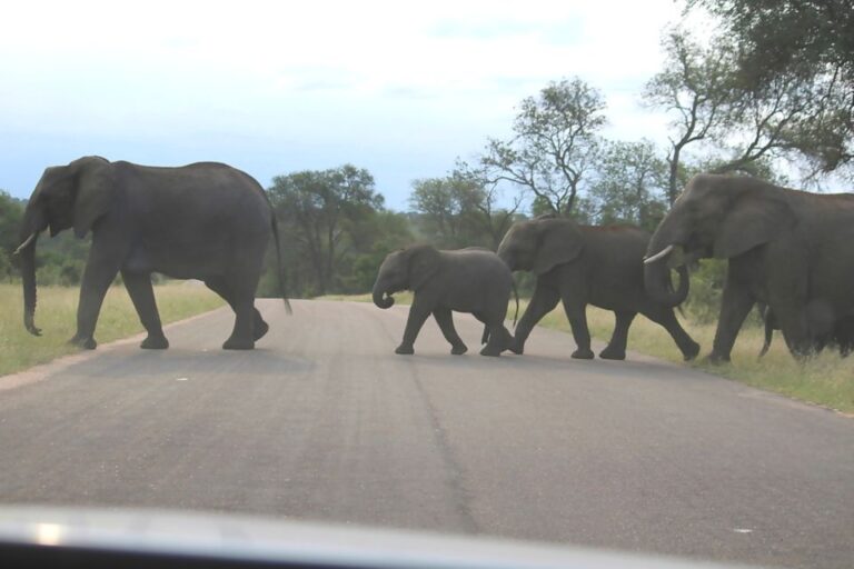 From Johannesburg: 2-Day Safari Into Kruger National Park