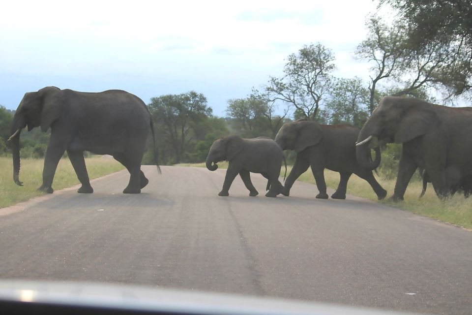 1 from johannesburg 2 day safari into kruger national park From Johannesburg: 2-Day Safari Into Kruger National Park