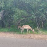 1 from johannesburg 7 day kruger national park tour From Johannesburg: 7-Day Kruger National Park Tour